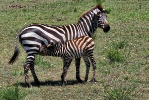 1 jour de safari dans le Masai Mara