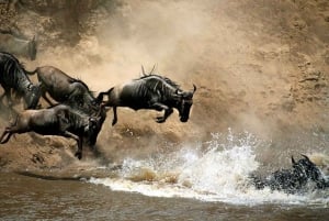 1 jour de safari dans le Masai Mara