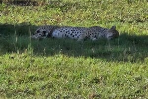 1 jour de safari dans le Masai Mara
