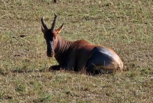 1 jour de safari dans le Masai Mara