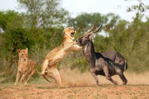 1 jour de safari dans le Masai Mara
