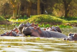 1 jour de safari dans le Masai Mara
