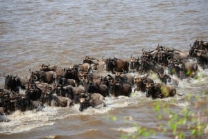 1 jour de safari dans le Masai Mara