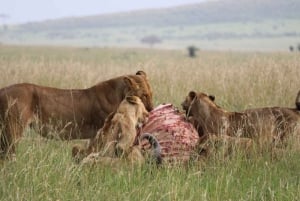 1 jour de safari dans le Masai Mara