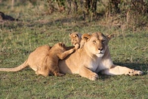 1 jour de safari dans le Masai Mara