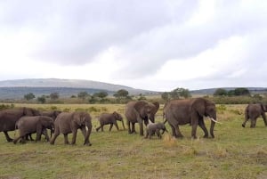 1 jour de safari dans le Masai Mara