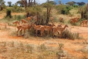 1 jour de safari dans le Masai Mara