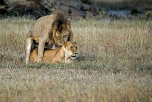 1 jour de safari dans le Masai Mara