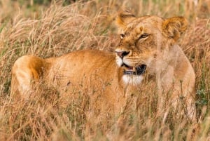 1 jour de safari dans le Masai Mara