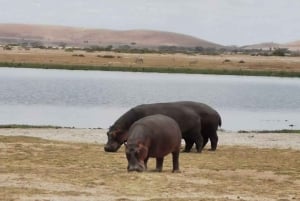 1 jour de safari dans le Masai Mara