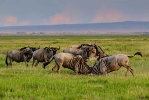 1 jour de safari dans le Masai Mara