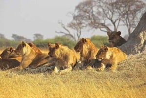 1 jour de safari dans le Masai Mara