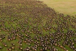1 jour de safari dans le Masai Mara
