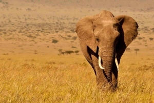 1 dia de safari em Masai Mara