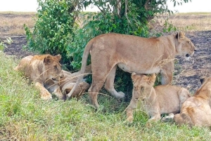 1 dia de safari em Masai Mara
