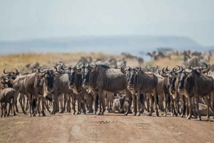 1 dia de safari em Masai Mara