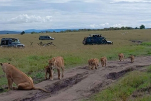 1 dia de safari em Masai Mara