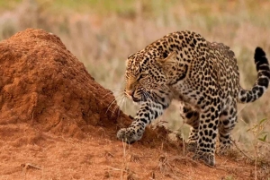 1 dia de safari em Masai Mara