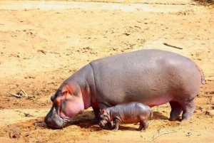 1 dia de safari em Masai Mara