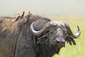 1 dia de safari em Masai Mara