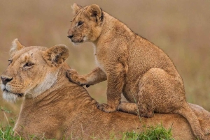 1 dia de safari em Masai Mara