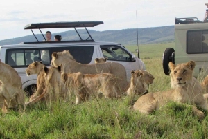 1 dia de safari em Masai Mara