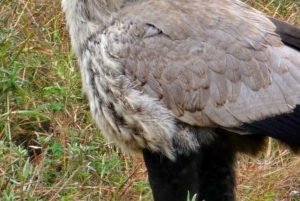 1 dia de safari em Masai Mara