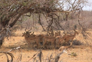 1 dia de safari em Masai Mara