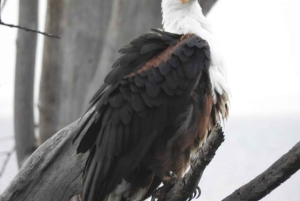 1 dia de safari em Masai Mara