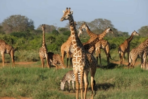 1 dia de safari em Masai Mara