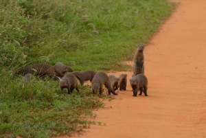1 dia de safari em Masai Mara