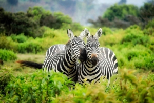 Mount Longonot Day Hiking From Nairobi