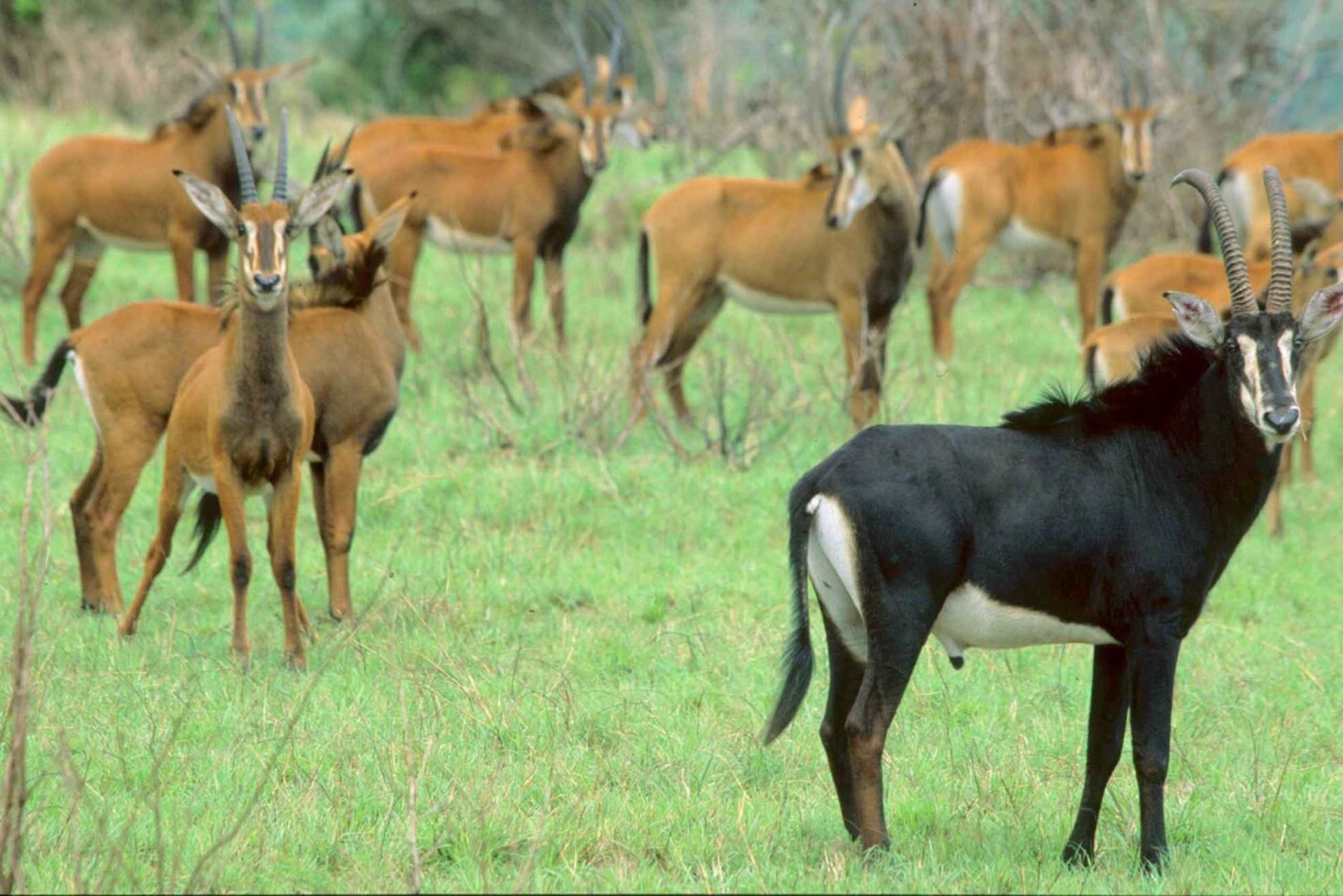 Excursão de 1 dia pelas colinas de Shimba