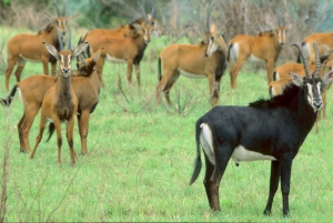 Excursão de 1 dia pelas colinas de Shimba