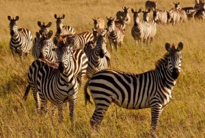 Excursão de 1 dia pelas colinas de Shimba