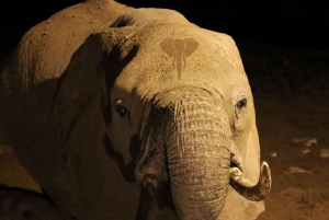 1 Day Trip Tsavo East National Park Safari From Nairobi