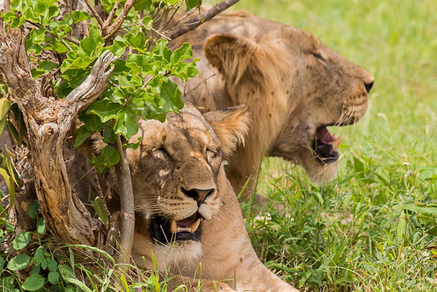 1 dzień Park Narodowy Tsavo East, safari z dziką przyrodą - Kenia