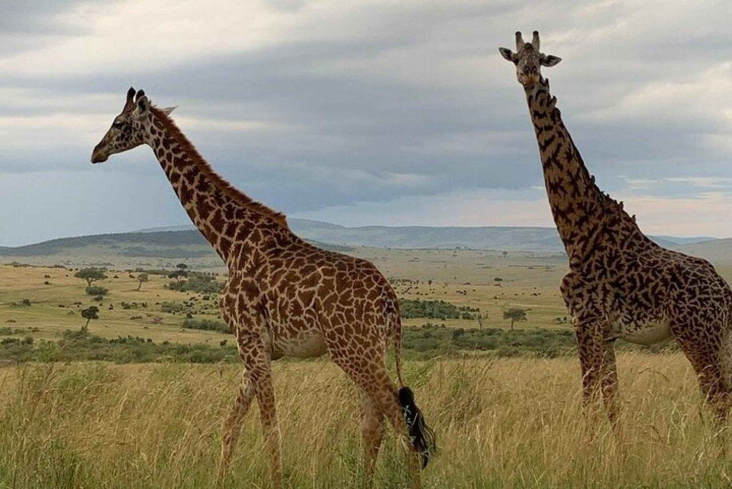 1 dzień Park Narodowy Tsavo East, safari z dziką przyrodą - Kenia