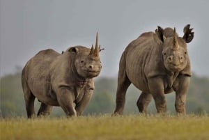 1 Day Tsavo East National Park, Wildlife Safari- Kenya
