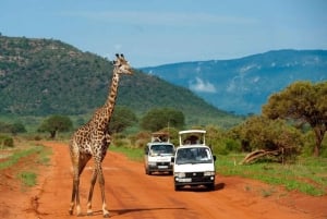 1 dzień Park Narodowy Tsavo East, safari z dziką przyrodą - Kenia