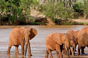 1 dzień Park Narodowy Tsavo East, safari z dziką przyrodą - Kenia