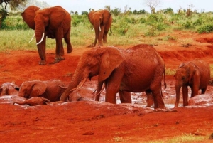 1 dzień Park Narodowy Tsavo East, safari z dziką przyrodą - Kenia