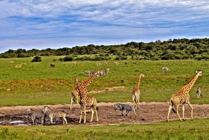 5 days Tsavo East, West, Amboseli & Saltlick lodge safari