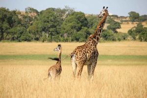 5 days Tsavo East, West, Amboseli & Saltlick lodge safari