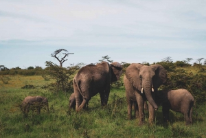 5 days Tsavo East, West, Amboseli & Saltlick lodge safari