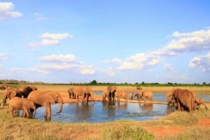 1 Day Tsavo East National Park, Wildlife Safari- Kenya