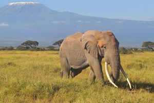 1 noc 2 dni Park Narodowy Amboseli z Nairobi