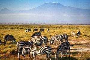 10 Days 9 Nights Private Kenya and Bush Safari