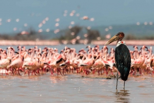 10 Days 9 Nights Private Kenya and Bush Safari