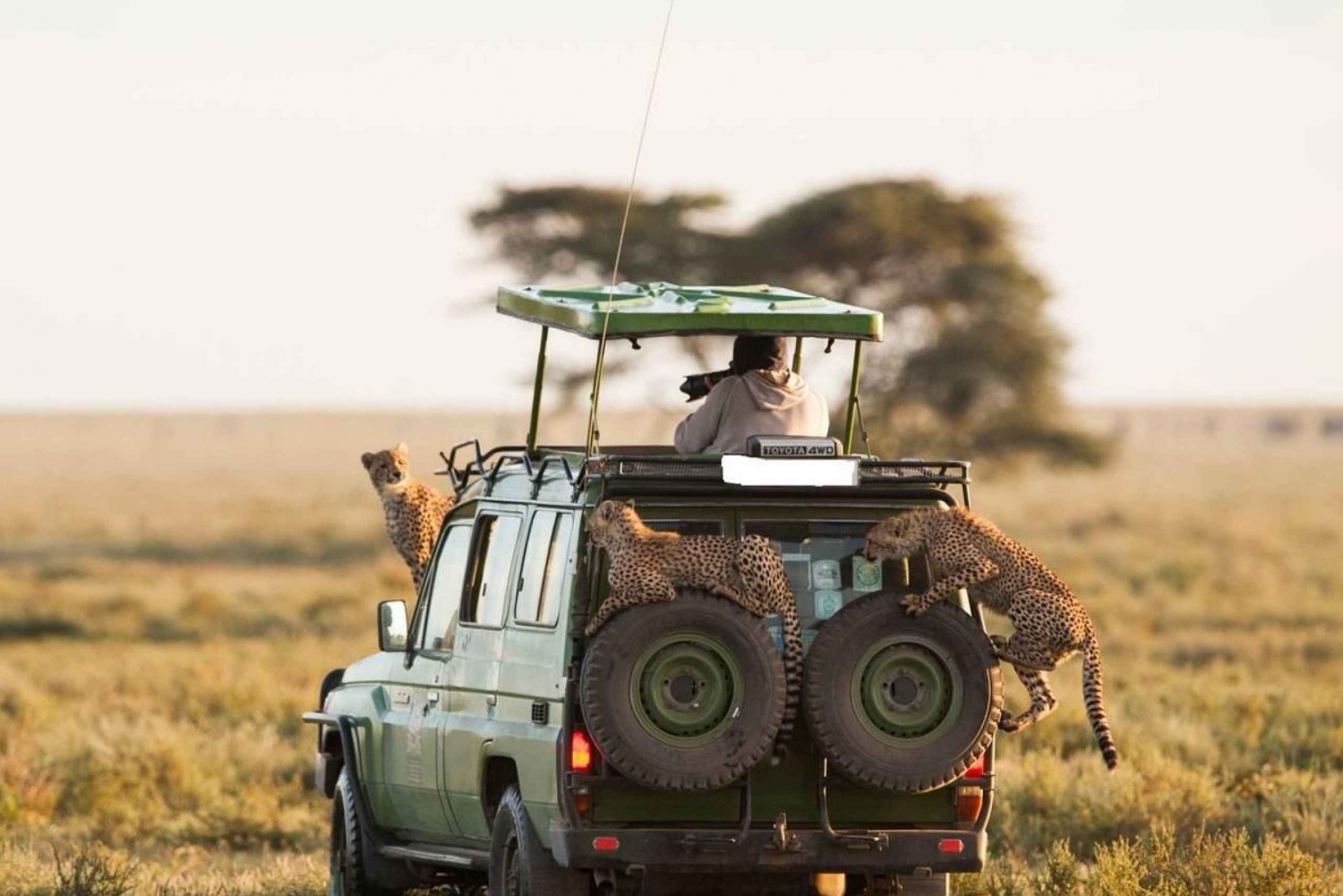 10 dages klassisk safari-pakke med dyreliv i Kenya